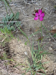 Dianthus balbisii