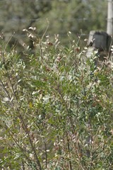 Ptaeroxylon obliquum
