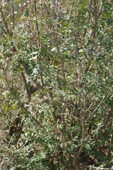Ptaeroxylon obliquum