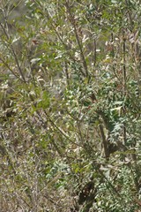 Ptaeroxylon obliquum