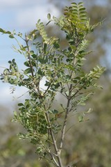 Ptaeroxylon obliquum