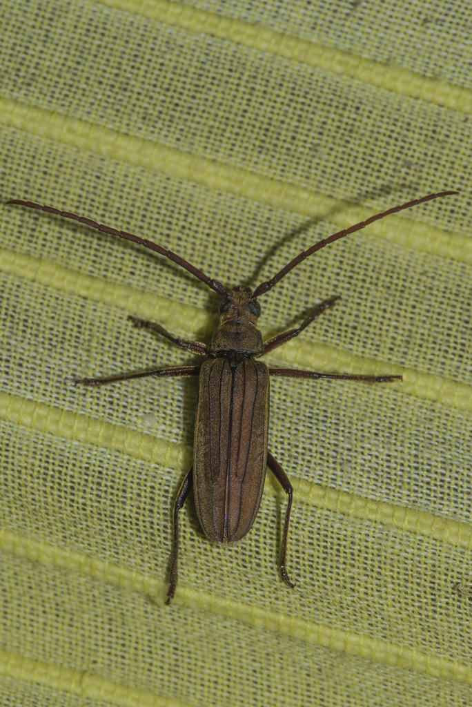 Nepiodes