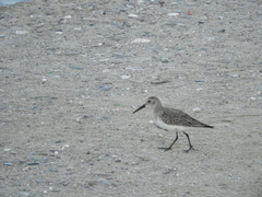 Calidris alpina