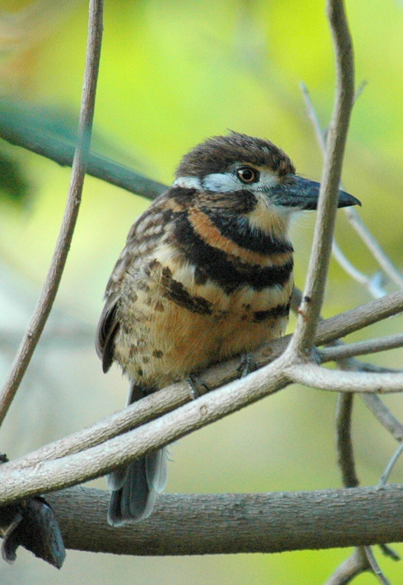 Two-banded Puffbird illustration