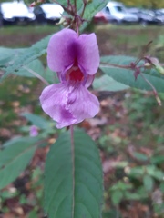 Impatiens glandulifera