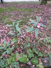 Impatiens glandulifera