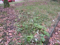 Impatiens glandulifera