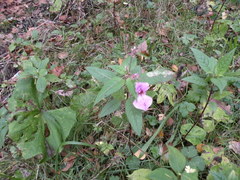Impatiens glandulifera