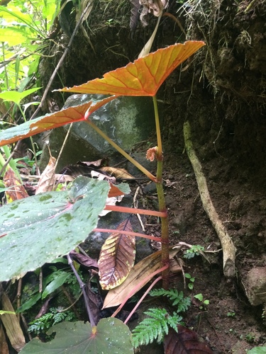 Begonia rieckei, photograph 4
