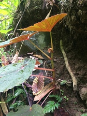 Begonia pseudolateralis