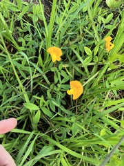 Arachis glabrata, photograph author not stated, no rights reserved