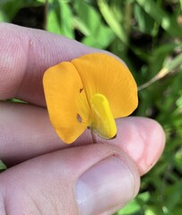 Arachis glabrata, photograph author not stated, no rights reserved