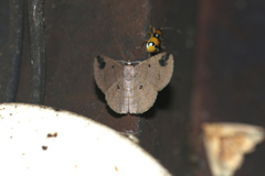 Parilexia cermala