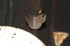Parilexia cermala