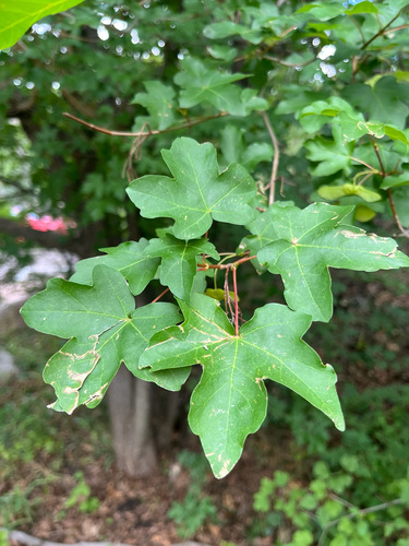 Acer grandidentatum