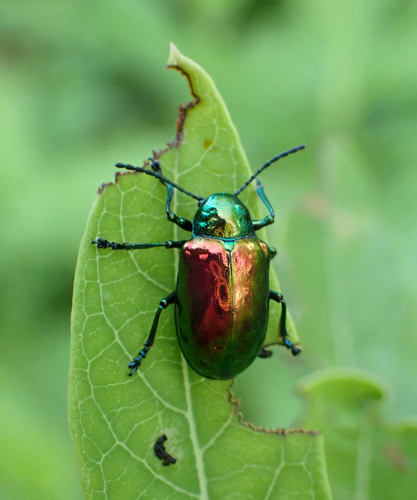 Dogbane Leaf Beetle photo 6