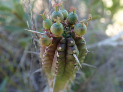 Euphorbia mammillaris