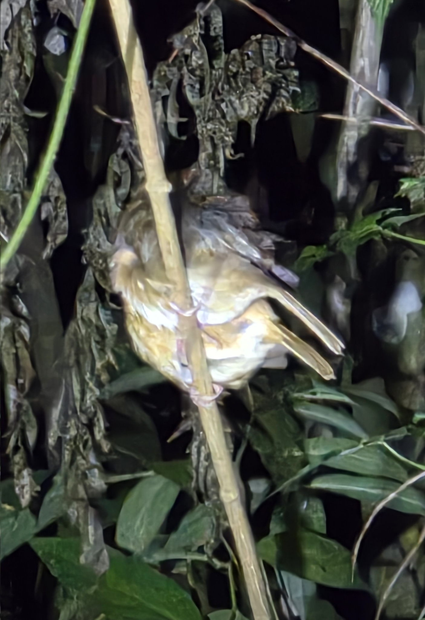 Brown-cheeked Bulbul (Alophoixus bres), photo 2
