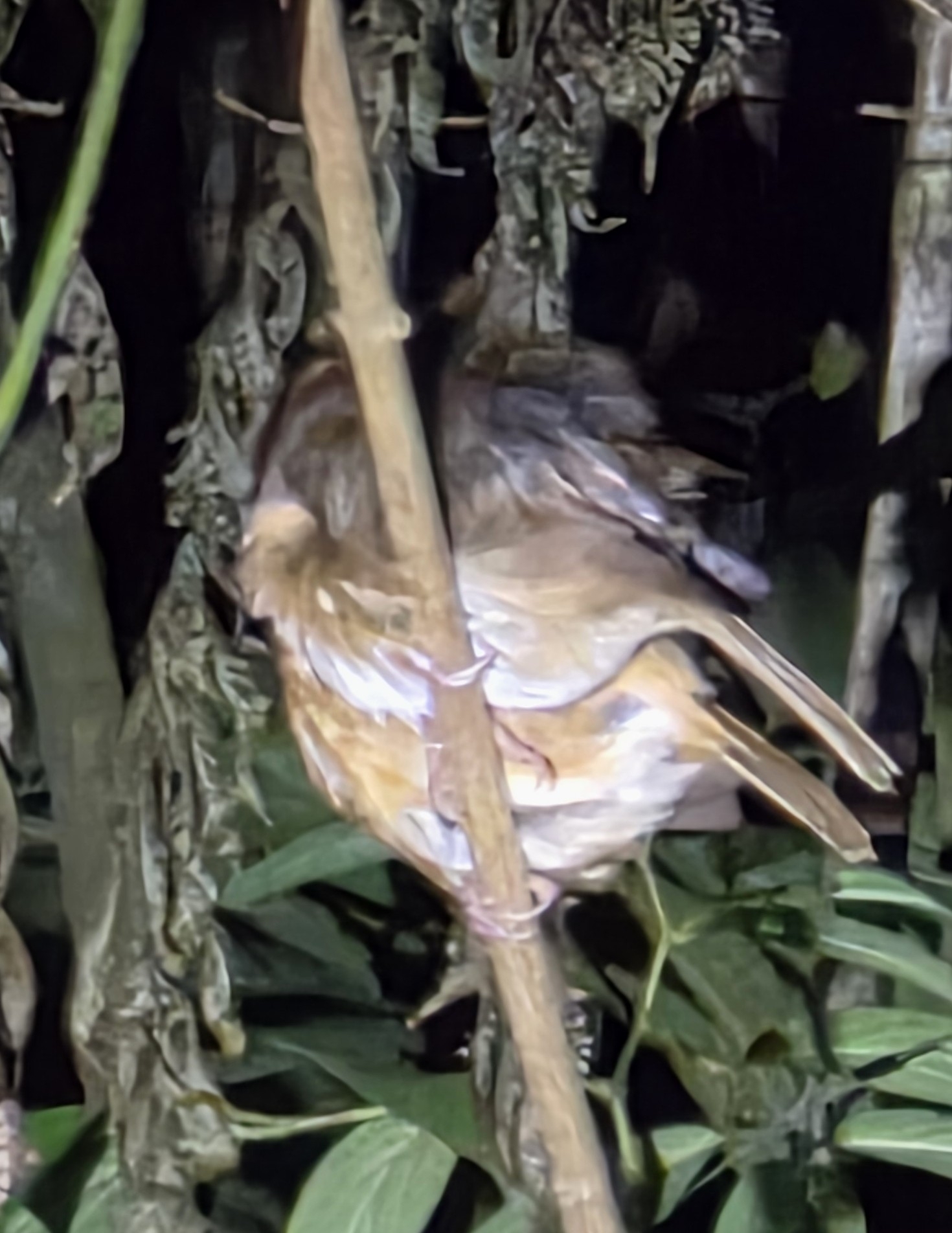 Brown-cheeked Bulbul (Alophoixus bres), photo 3