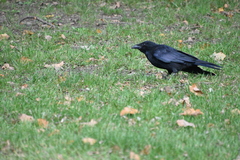 Corvus corone