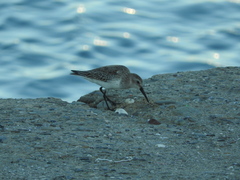 Calidris alpina