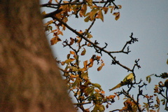 Psittacula krameri