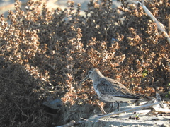 Calidris alpina