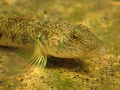 Rhinogobius similis