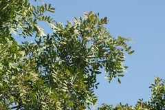 Ptaeroxylon obliquum
