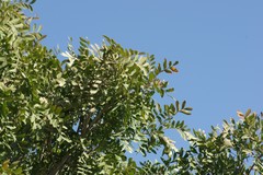 Ptaeroxylon obliquum