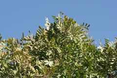 Ptaeroxylon obliquum