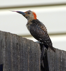 Melanerpes carolinus