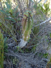 Euphorbia mammillaris