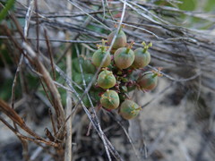 Euphorbia mammillaris