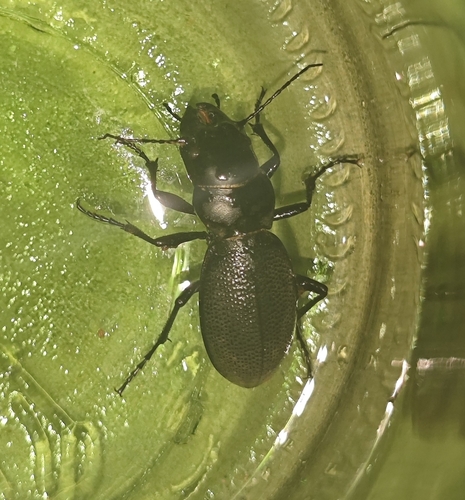 Carabus brandti