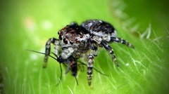 Maratus karrie