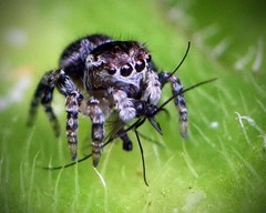 Maratus karrie