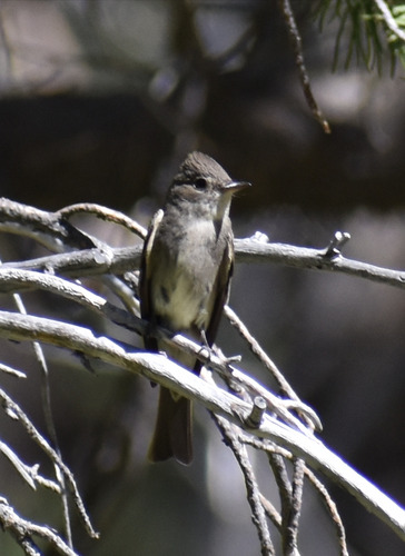 iNaturalist observation photo of Western Wood-Pewee