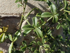 Psoralea repens