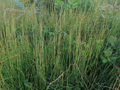 Elegia microcarpa