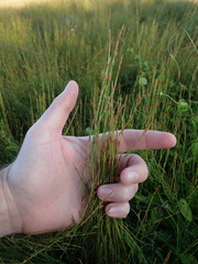 Elegia microcarpa