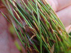 Elegia microcarpa