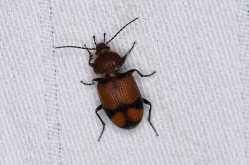 Panagaeus fasciatus photo 3