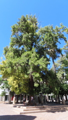 Casuarina equisetifolia