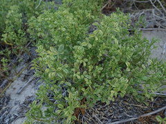 Psoralea repens