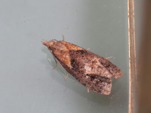 Photo 540486217, (c) smwhite, some rights reserved (CC BY-NC), uploaded ...