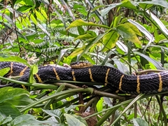 Boiga melanota