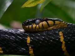 Boiga melanota