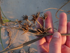 Cyperus brevis