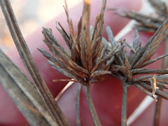 Cyperus brevis